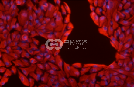 細(xì)胞免疫熒光-普拉特澤生物