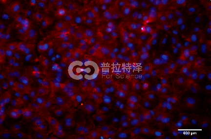 免疫熒光-普拉特澤生物