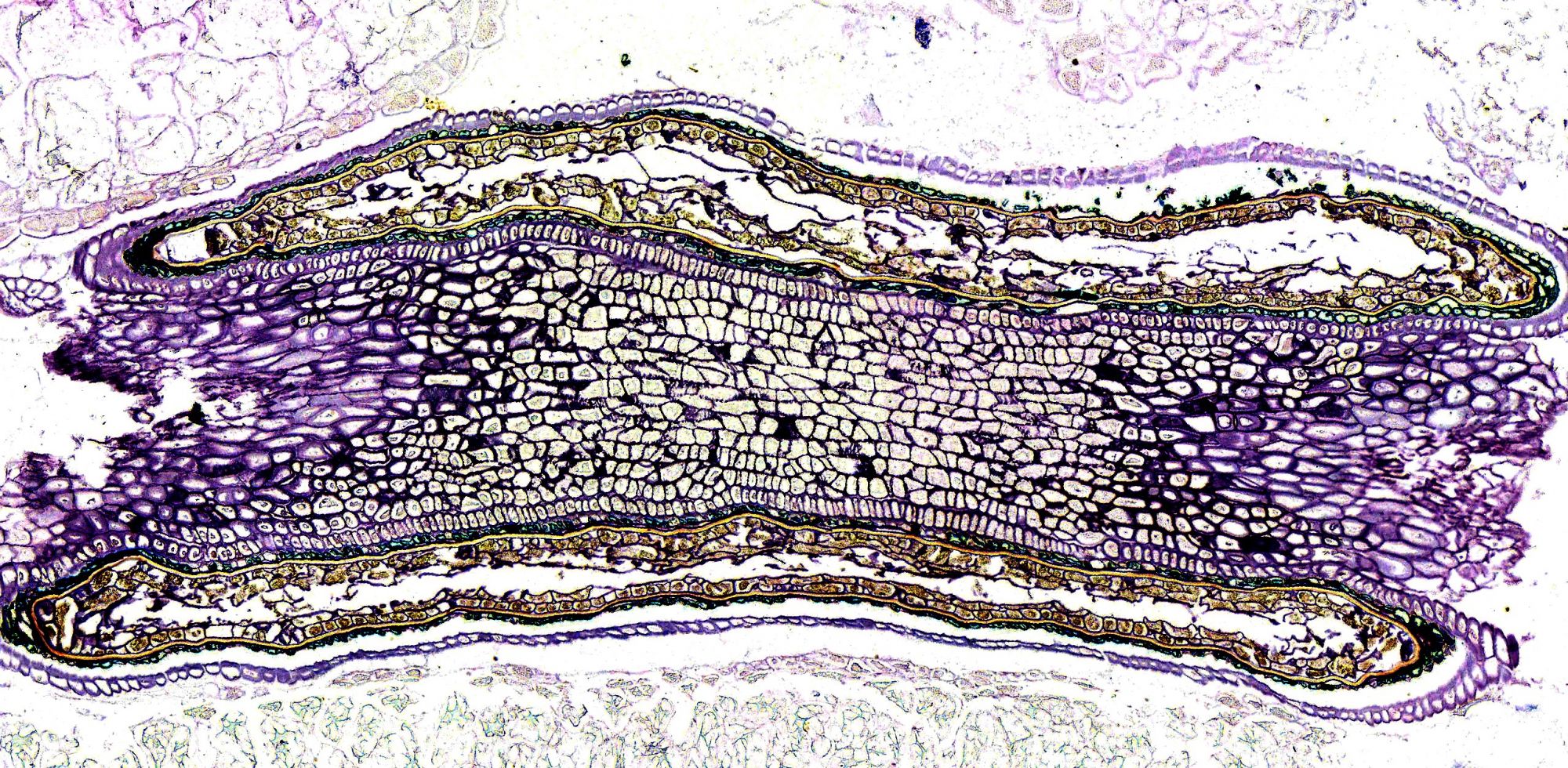 剛果紅染色-種子