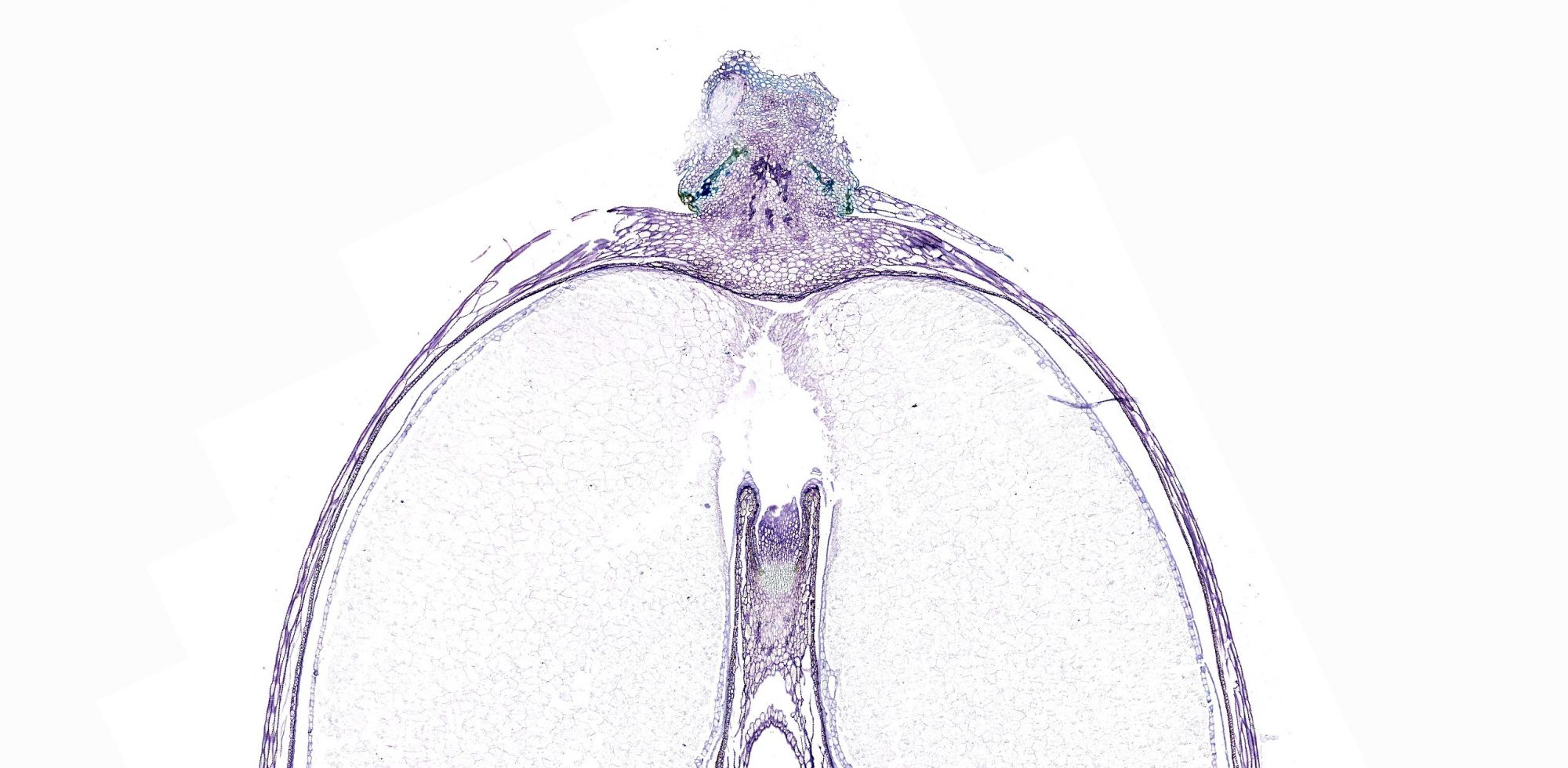 剛果紅染色-種子