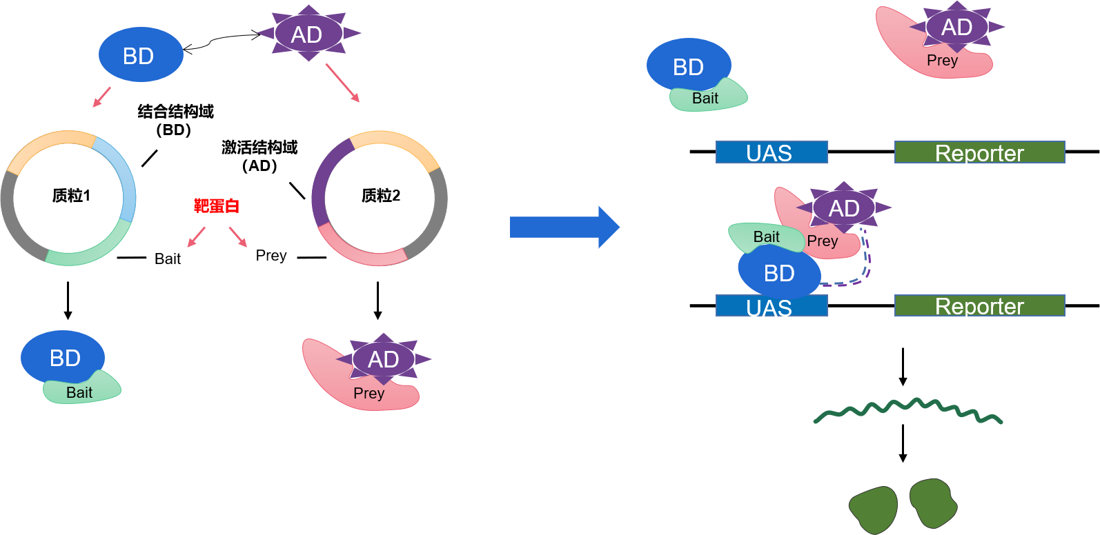 酵母雙雜交實(shí)驗(yàn)原理圖