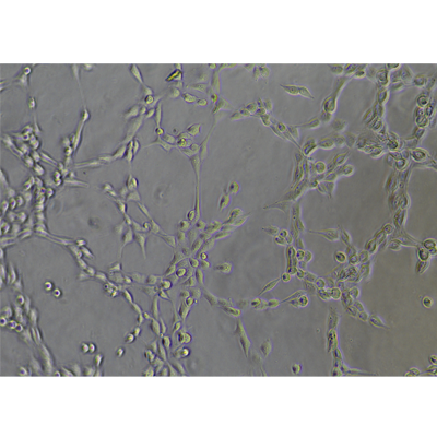 小鼠細(xì)胞xgxc成管后-孔2-視野1