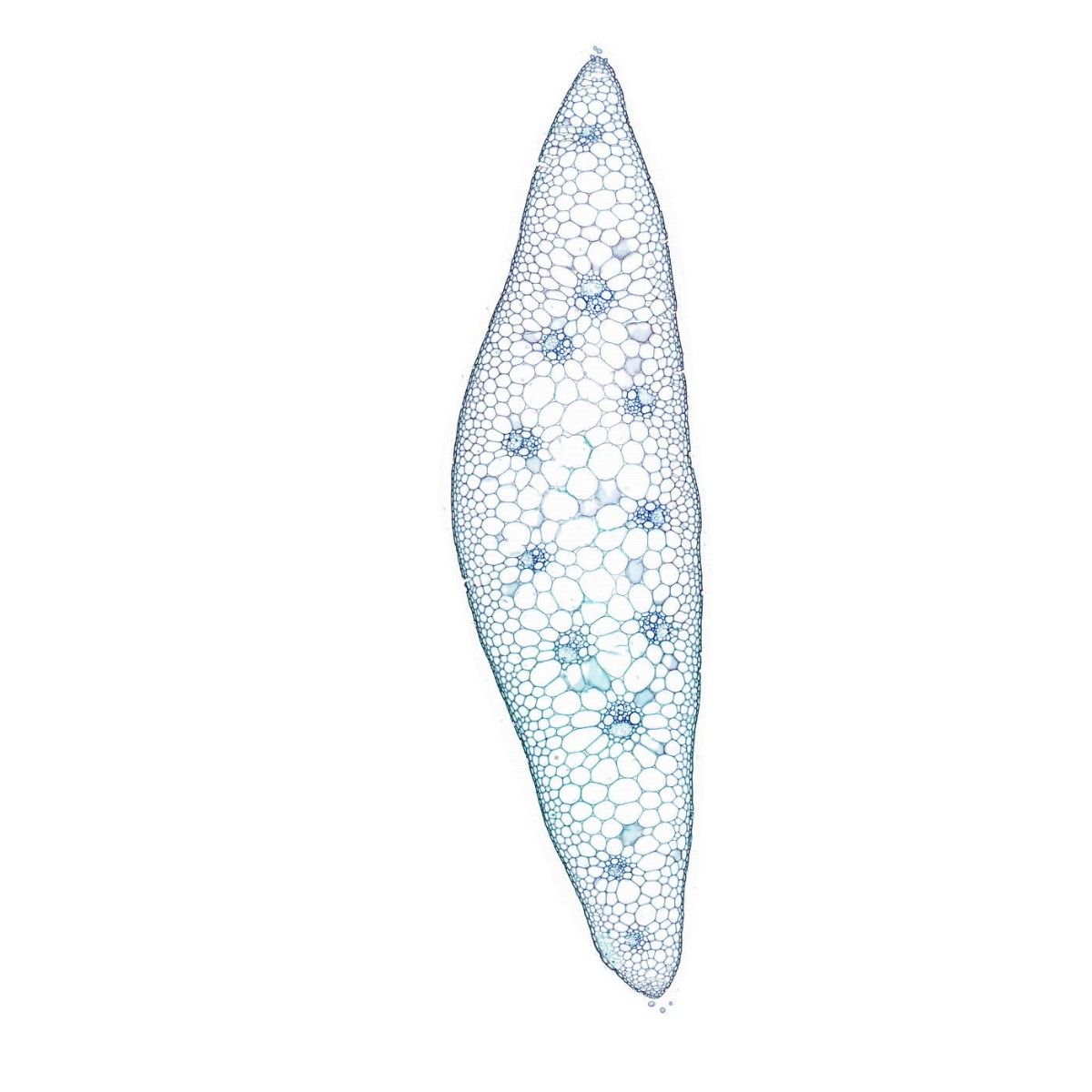 小麥麥穗番紅固綠-4