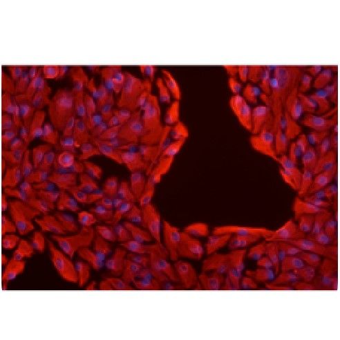 細(xì)胞免疫熒光檢測