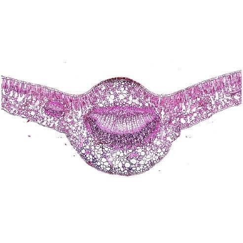 茶葉番紅固綠染色