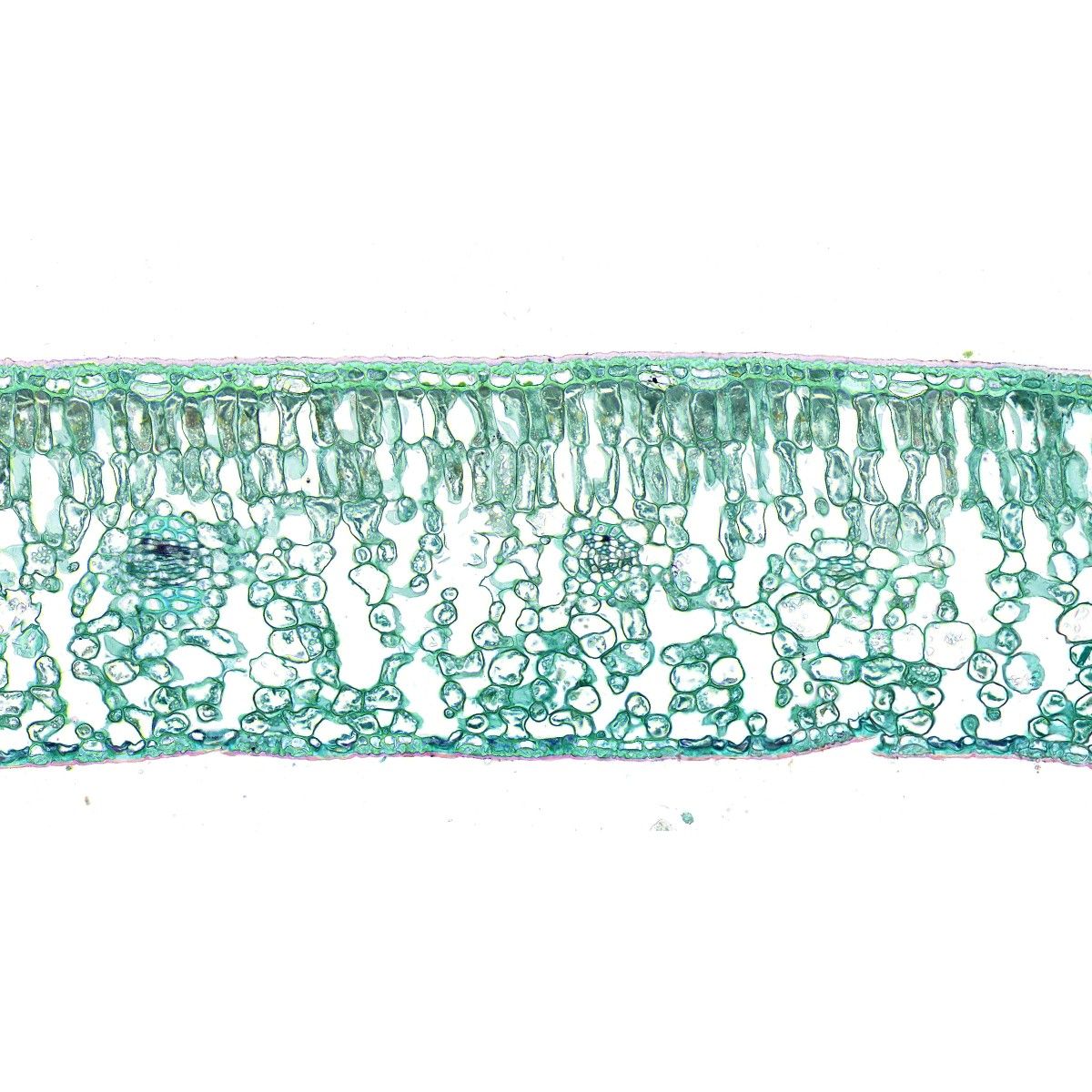 植物葉片番紅固綠染色