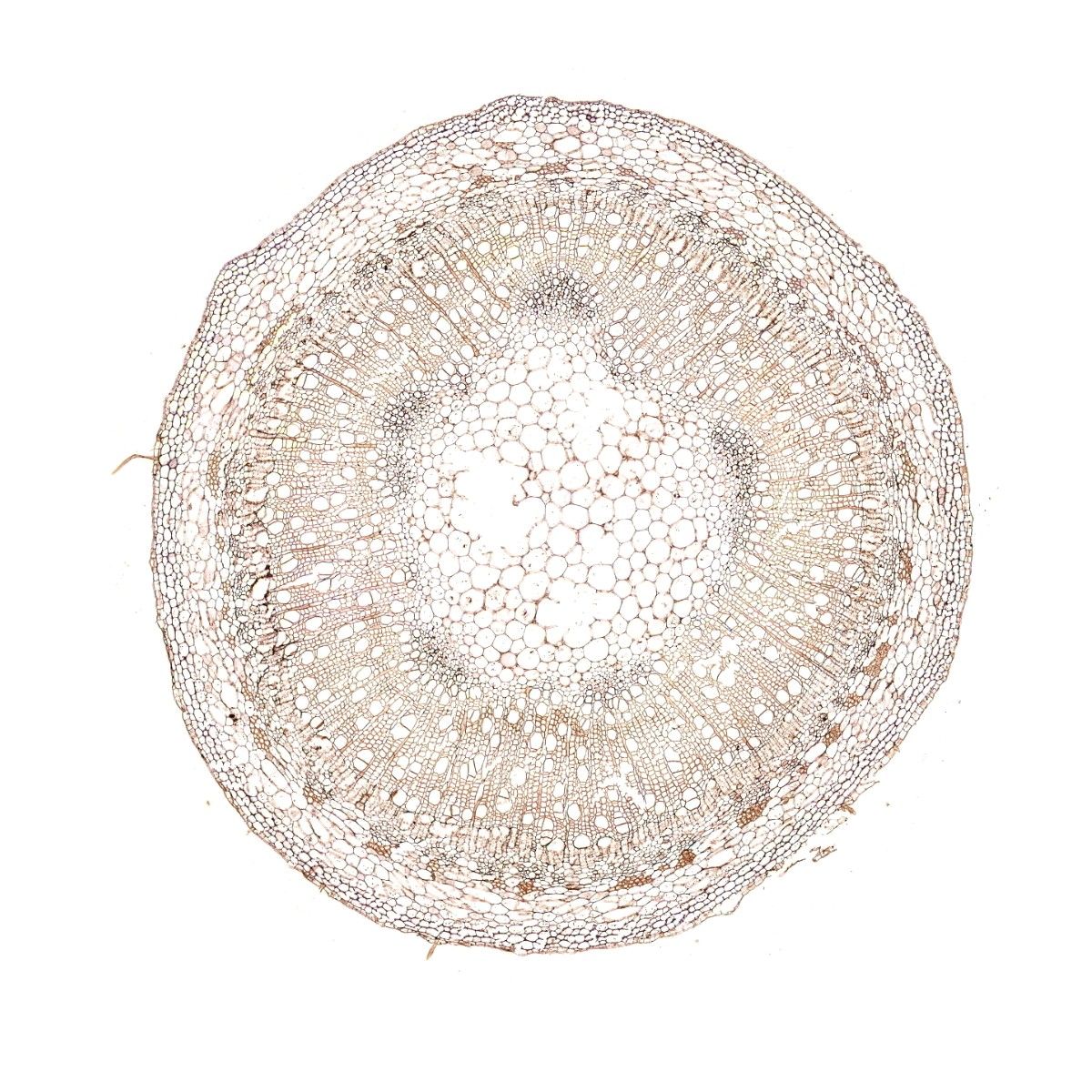 植物組織ISH實驗