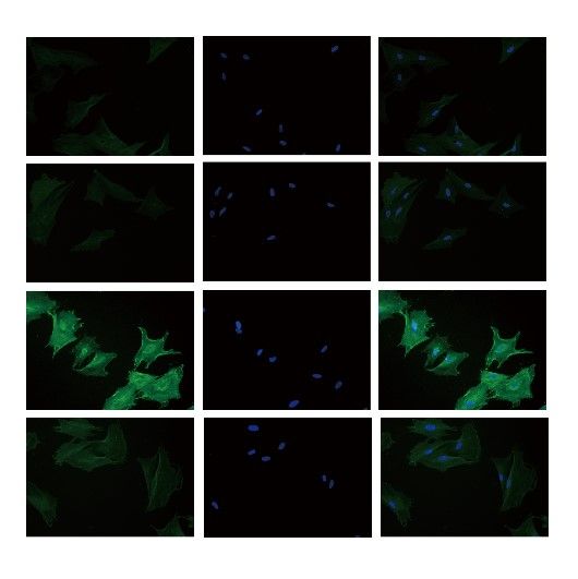 原代上皮細(xì)胞免疫熒光