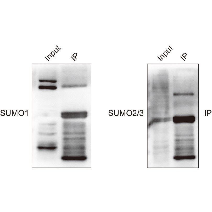 CO-IP檢測(cè)蛋白質(zhì)泛素化