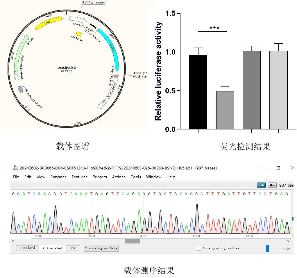 雙熒光素酶實(shí)驗(yàn)