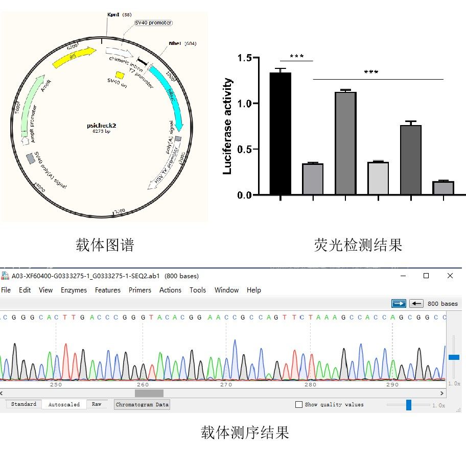 雙熒光素酶實(shí)驗(yàn)