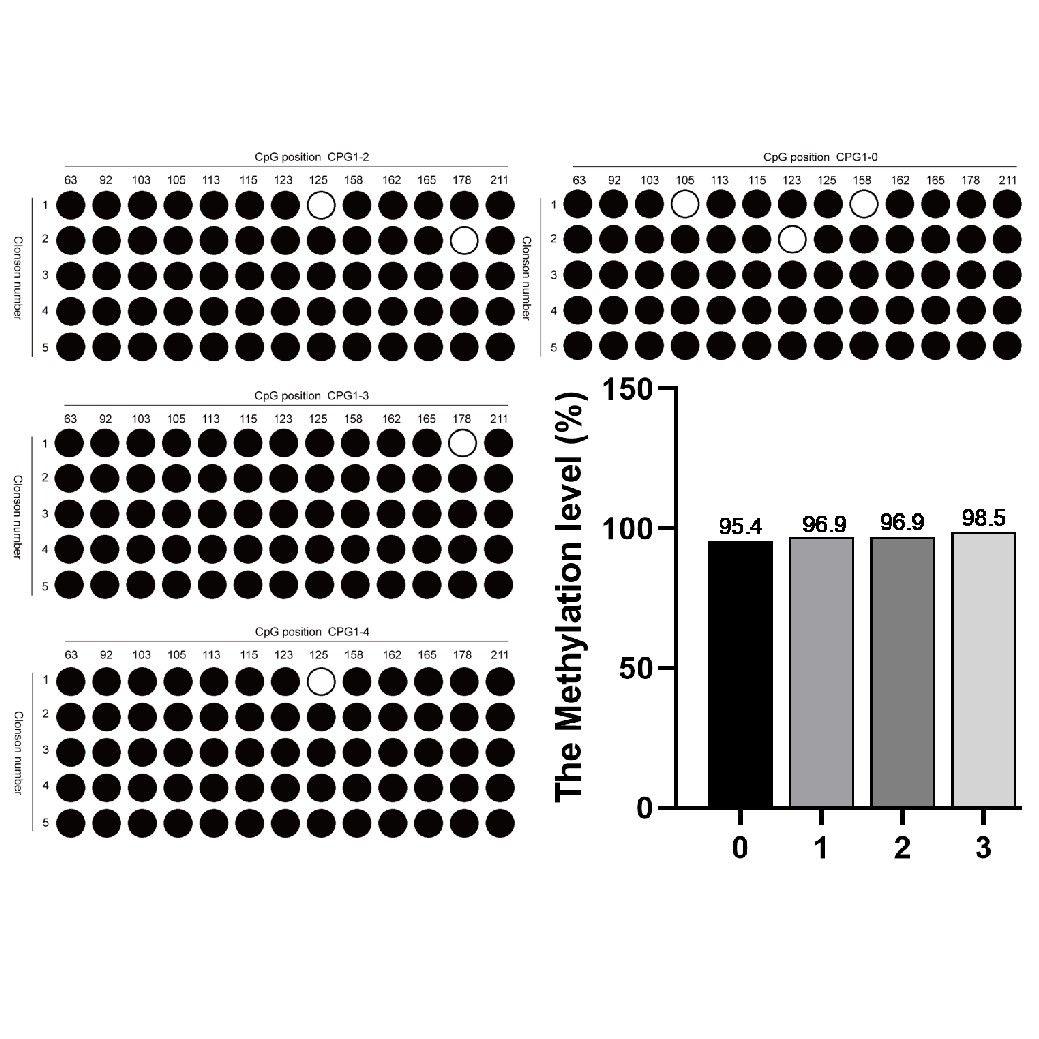 BSP甲基化檢測(cè)