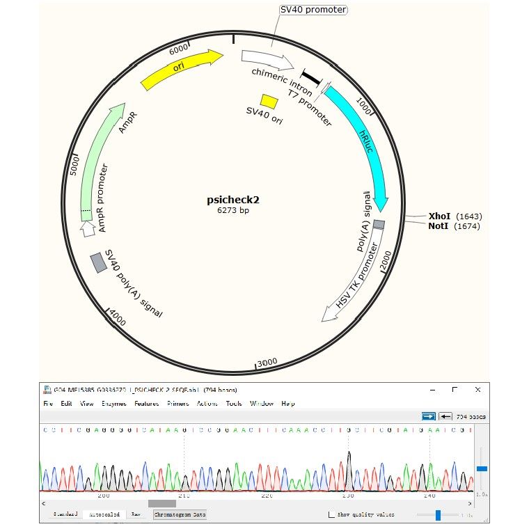 雙熒光素酶載體構(gòu)建
