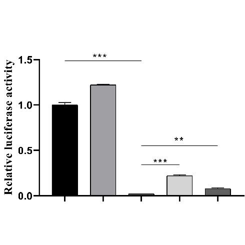 轉(zhuǎn)錄因子與啟動子結(jié)合情況