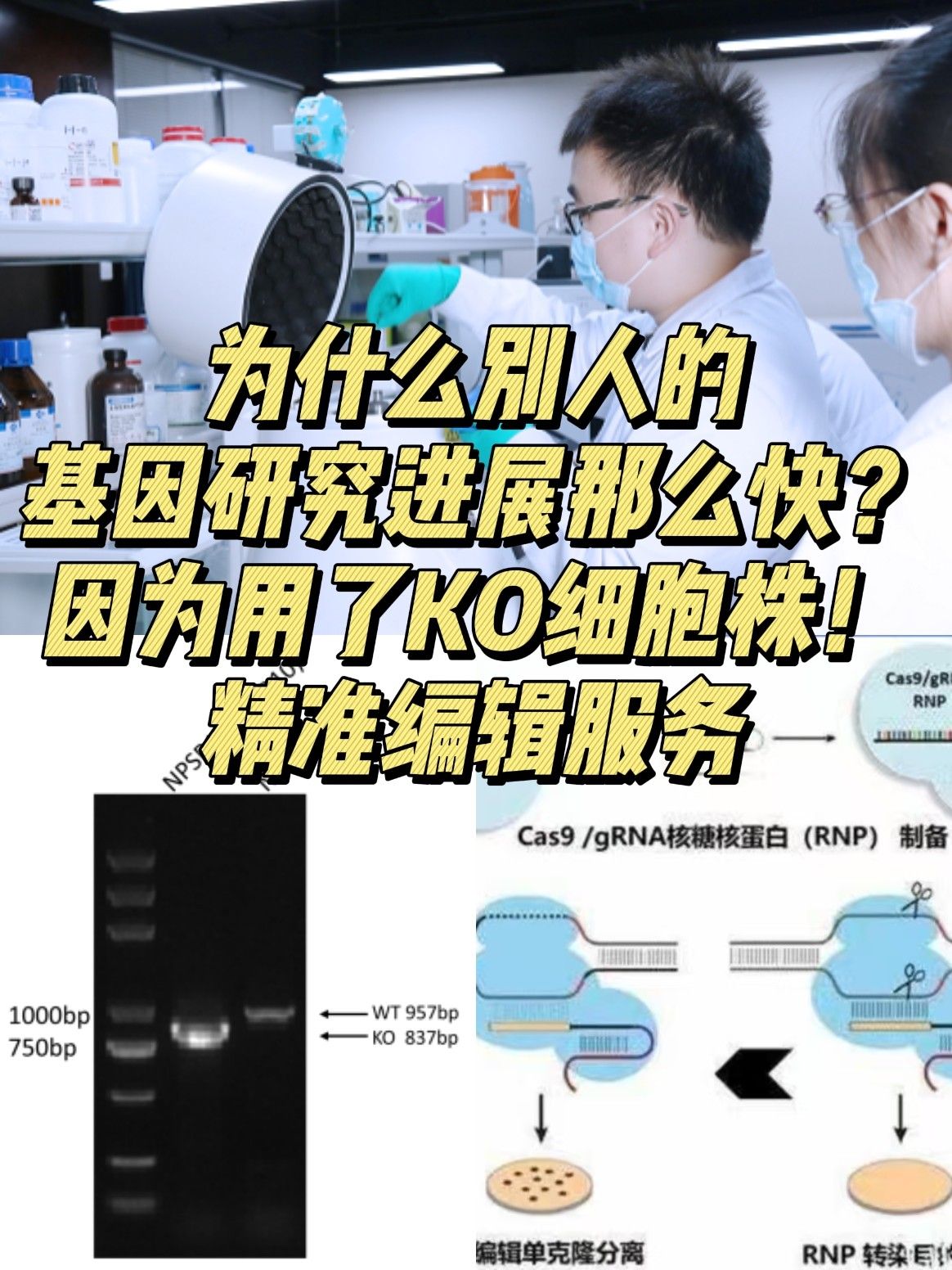 免疫熒光，兩個(gè)同種屬抗體該怎么染？？