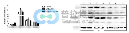 Western Blot實(shí)驗(yàn)結(jié)果