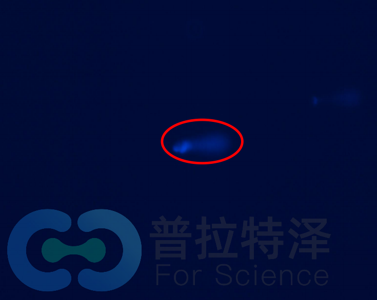 彗星實驗結(jié)果