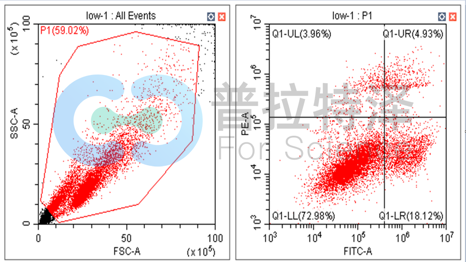 細(xì)胞凋亡檢測(cè)