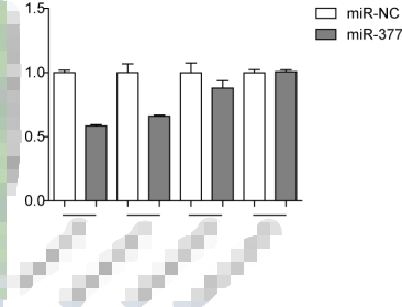 雙熒光素酶報(bào)告基因?qū)嶒?yàn)