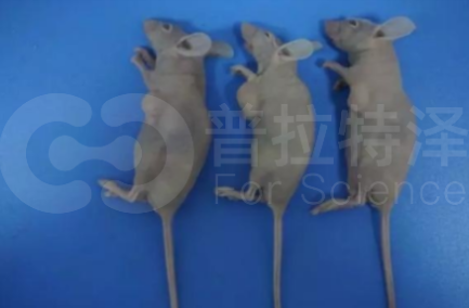普拉特生物裸鼠皮下成瘤