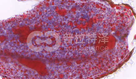 植物種子冰凍切片