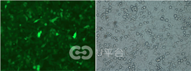 1620373551226820.png 構(gòu)建2.png