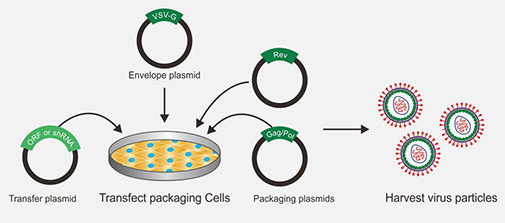 1620373424134457.jpg 構(gòu)建3.jpg