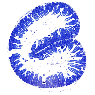 小鼠肺甲苯胺藍(lán)染色