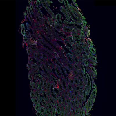 小鼠睪丸免疫熒光染色