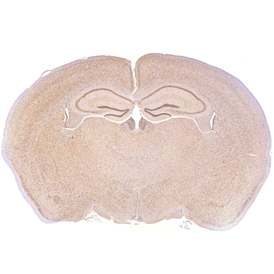 小鼠腦免疫組化染色